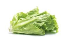 LECHUGA CRESPA